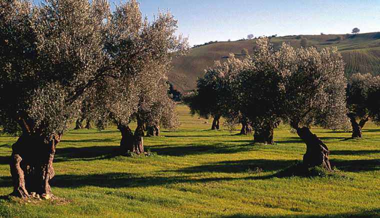 Antico Borgo Poggitazzi